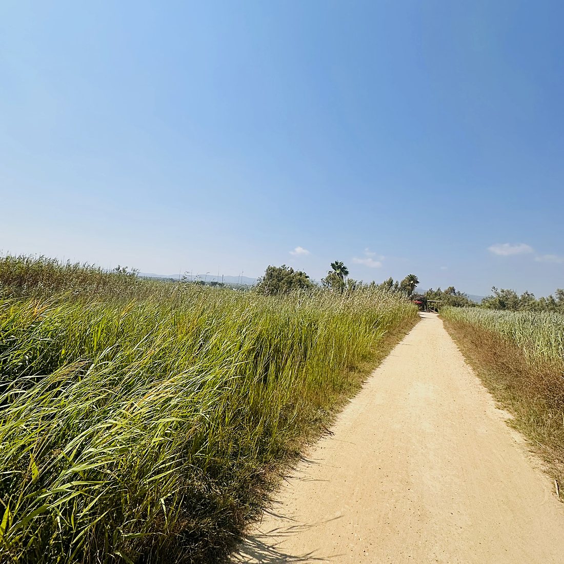 Camí entre els arrossars del Delta de l'Ebre